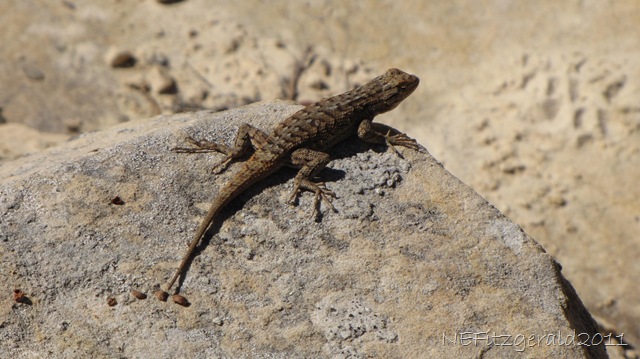 [IMG_9492LizardOnSandstone%255B7%255D.jpg]