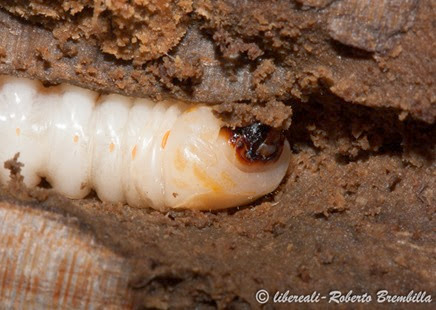 8-2014-02-20_larva Aegosoma scabricorne_Varenna (17)
