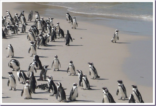 Pinguins-Cape-Town-África-do-Sul