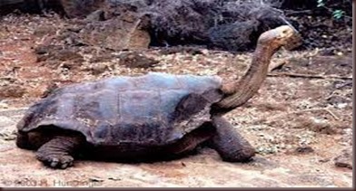Amazing Animals Pictures Pinta Island tortoise (4)