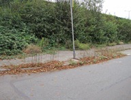 onkruid Zijdelaan Marlot, 10 okt 2011 003