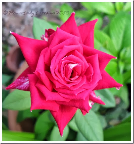 10-23-love-rose