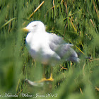 Yellow-legged Gull; Gaviota Patiamarilla