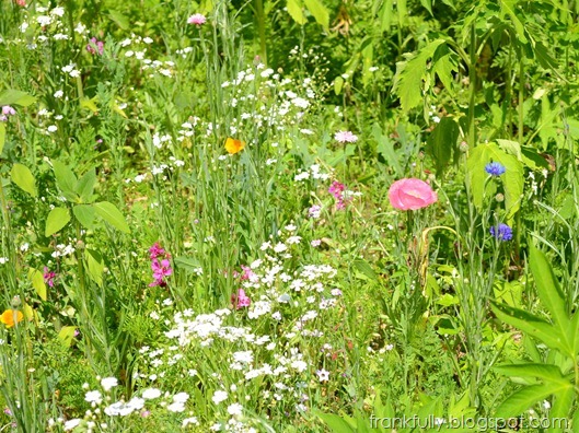 wildflowers