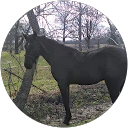 William  Hormans profile picture