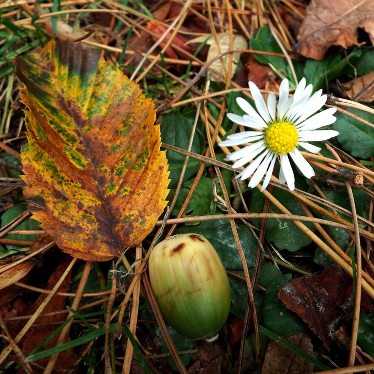[leafy-daisy-acorn3.jpg]