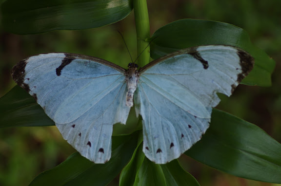 Morpho (Pessonia) epistrophus epistrophus FABRICIUS, 1796. Sertao de Barra do Una (Sao Sebastiao, SP). 16 février 2012. Photo : J.-M. Gayman