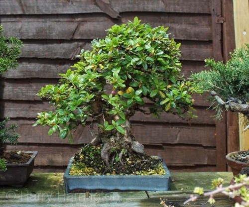 [azalea%2520bonsai%255B5%255D.jpg]