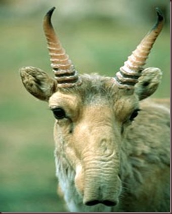 Amazing Animal Pictures The Saiga Antelope (4)