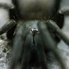 Philippine Black Tarantula