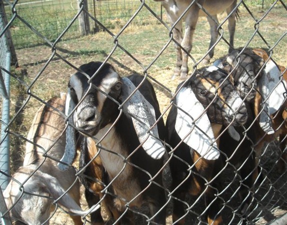 Carol and Goats 071