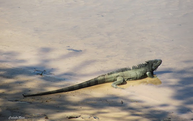 Iguane au bord du Rio Teles Pires (environs de Colider, Mato Grosso), 16 juillet 2011. Photo : C. Rissi