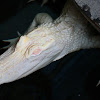 American alligator Albino