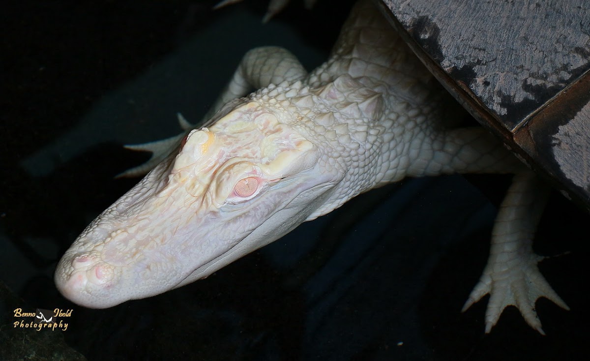 American alligator Albino