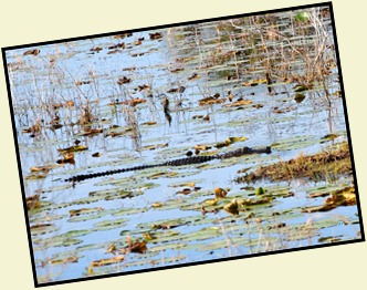 Alligator in pond