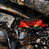 Arboreal Crab