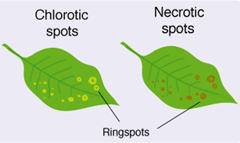 Chlorosis and Necrosis