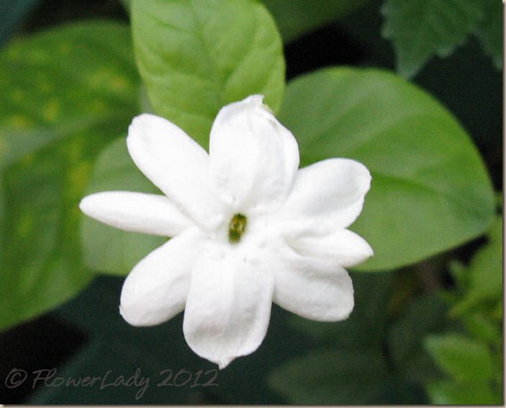 03-19-night-bloom-jasmine