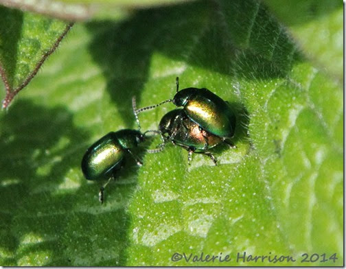 112-green-dock-beetles