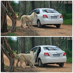 Lioness and car