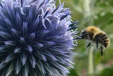 bumblebee and echinops crop