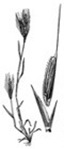 Brachypodium distachyon