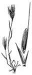 Brachypodium distachyon Brachypodium distachyon