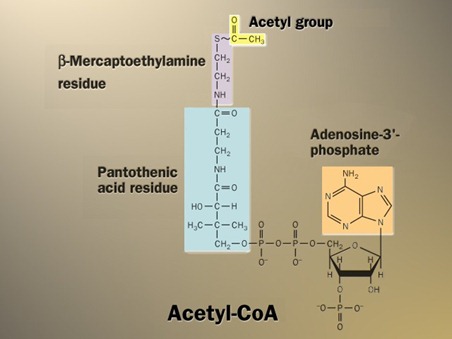 Acetyl coA