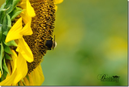 cr-sunflower-bee-0072-wb