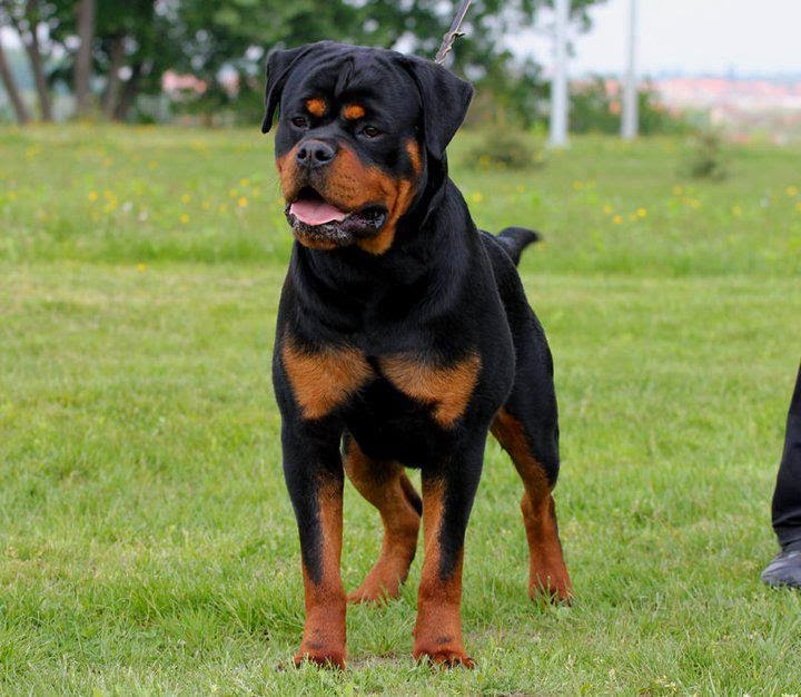 The rottweiler ~ Your Special Dog
