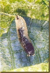 mosa minadora larva2