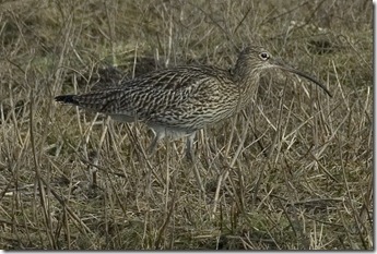 CURLEW 10