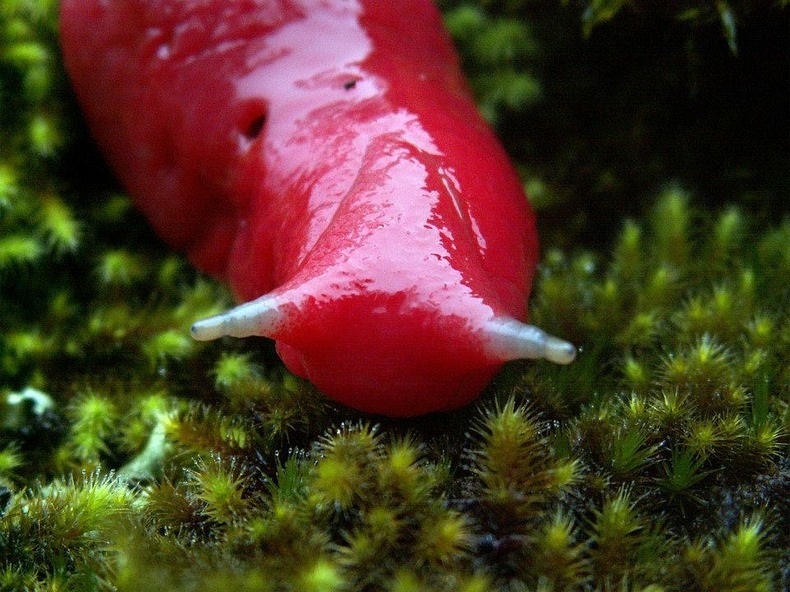 mt-kaputar-pink-slugs-5