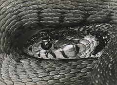 Albert Renger-Patzsch - Snake Head - 1928