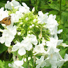 Tall Garden Phlox