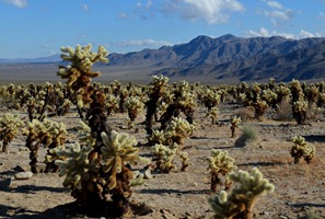 cholla, with lots of little babies taking root on the ground