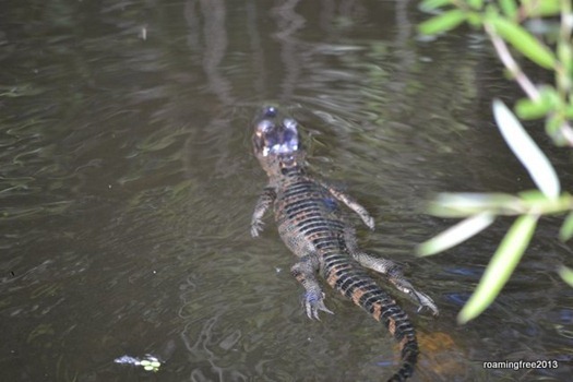 Baby gator swimming away from us!