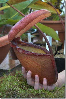 11-12-2007_cultivated_Nepenthes_rajah