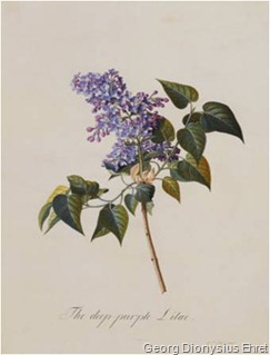georg-dionysius-ehret-the-deep-purple-lilac-a-botanical-illustration