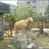 Jugendfarm Moritzhof - Ziegen und Schafe