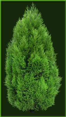 Cypress_Tree