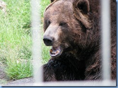0232 Alberta Calgary - Calgary Zoo The Canadian Wilds - Grizzly Bear