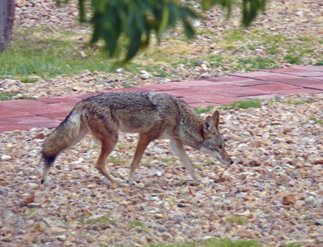 Campground Coyote