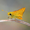 Orange Palm Dart Butterfly