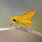 Orange Palm Dart Butterfly