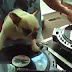 DJ Dogs Owns The Dance Floor - Super Cute Funny Dog Videos !!!
