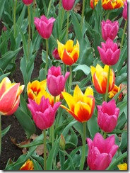 Tulips 2012 030