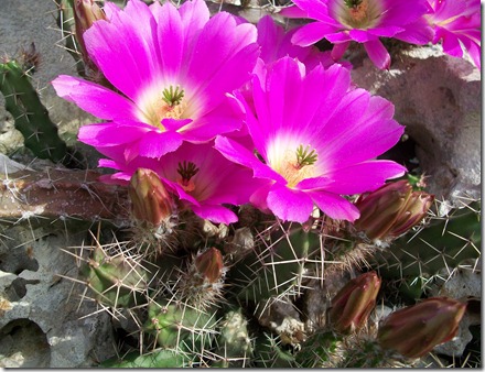 Good Friday Cactus 2012 003