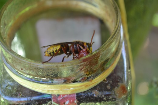 Hornet eating lunch - cherry jam