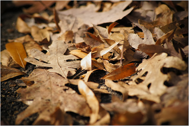 dried-leaves-free-pictures-1 (2523)